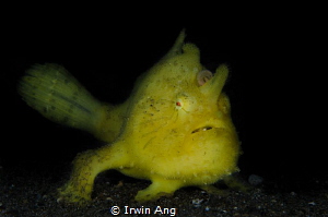 Y E L L O W
Yellow hairy frogfish (Antennarius striatus)... by Irwin Ang 